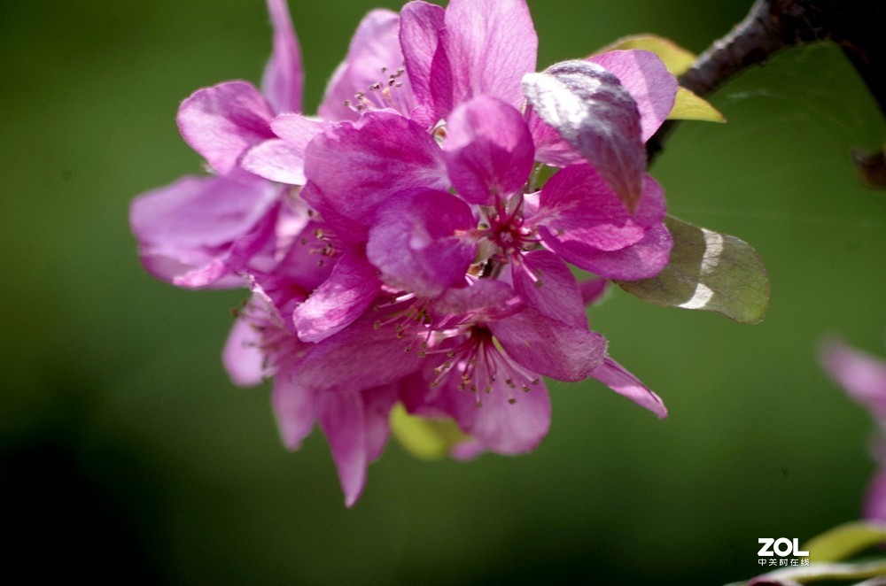 朱红色垂丝海棠