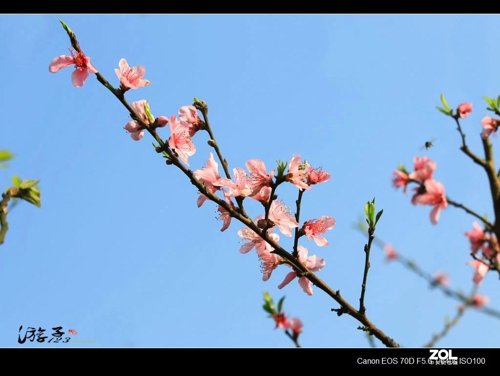 桃花
