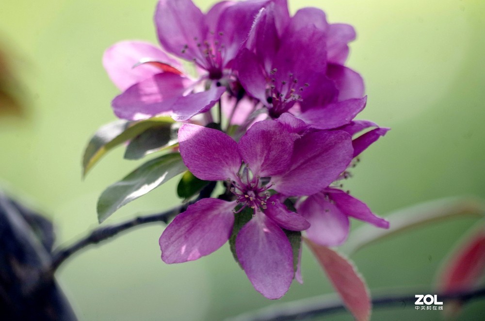 朱红色垂丝海棠