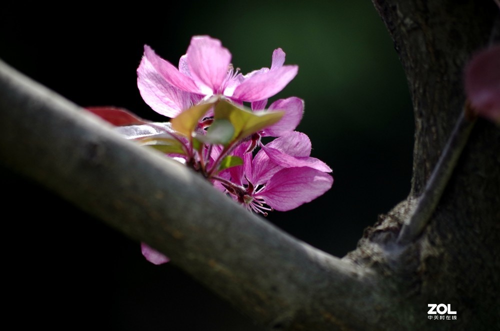 朱红色垂丝海棠