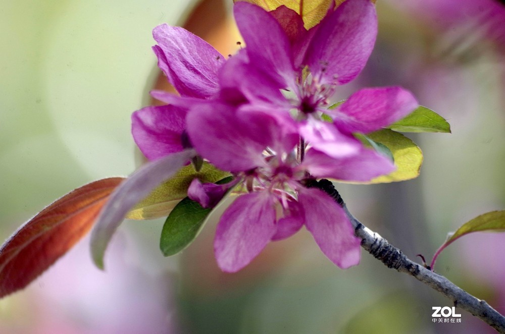 朱红色垂丝海棠