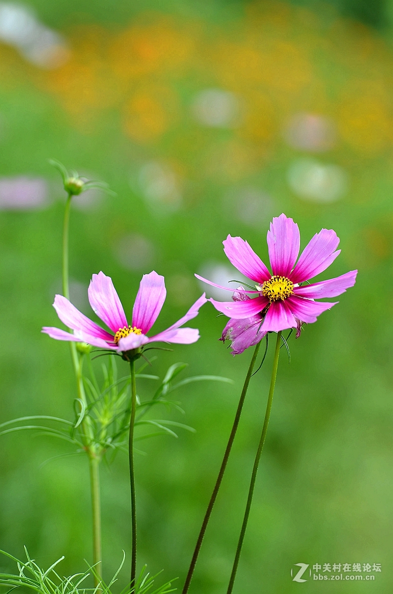 幸福之花格桑梅朵