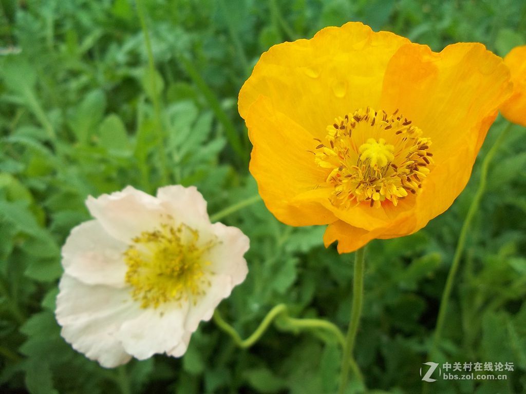 晨练随拍——继续春花