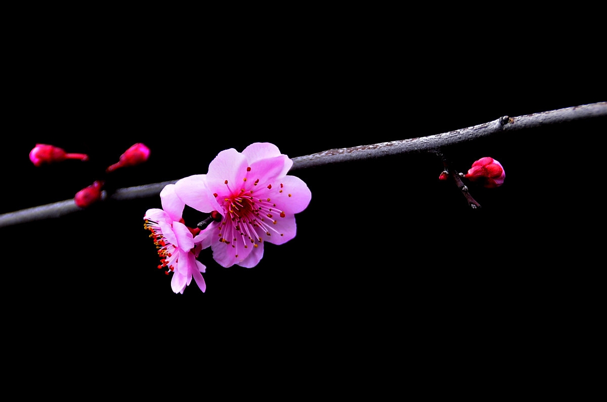 #尼康花卉作品赏析#【红梅】 （老阿推荐）