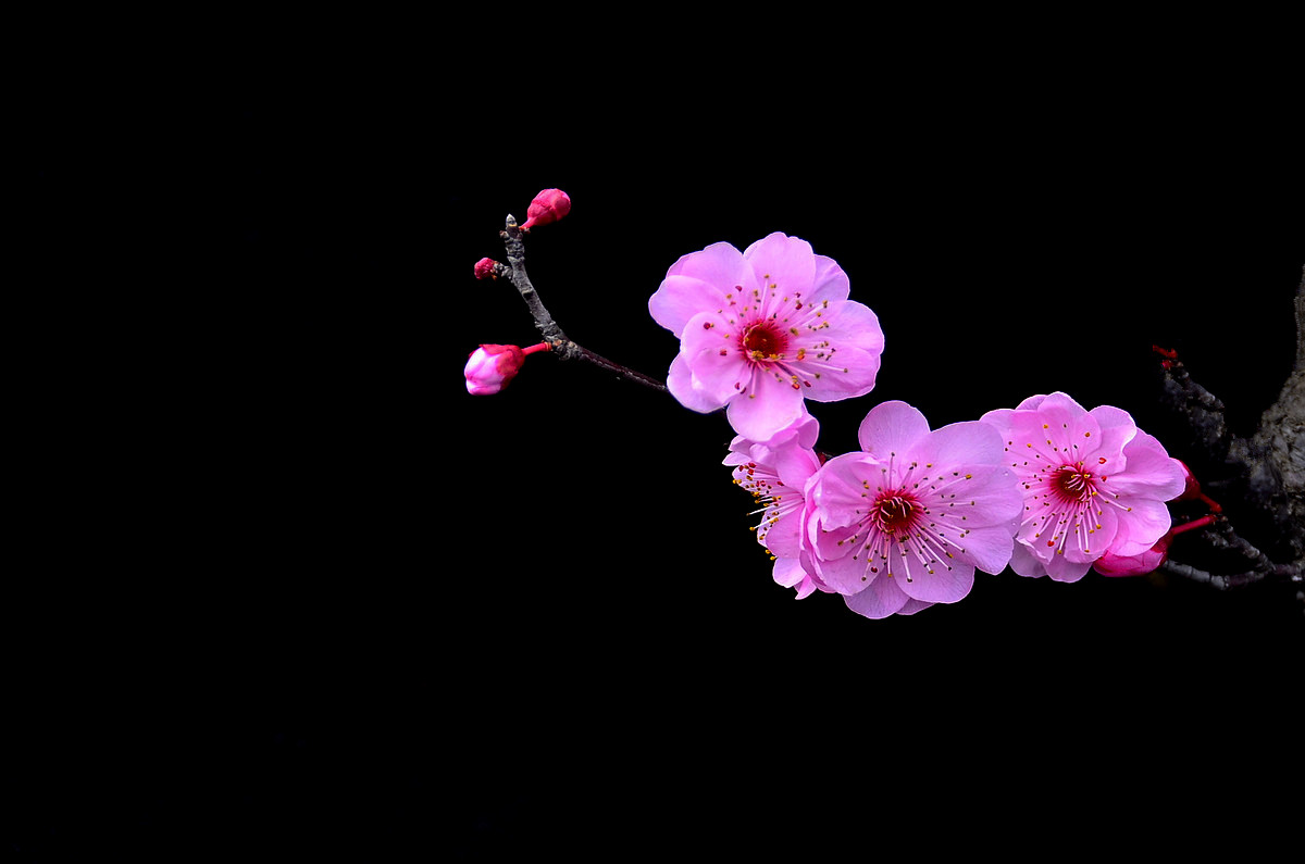#尼康花卉作品赏析#【红梅】 （老阿推荐）