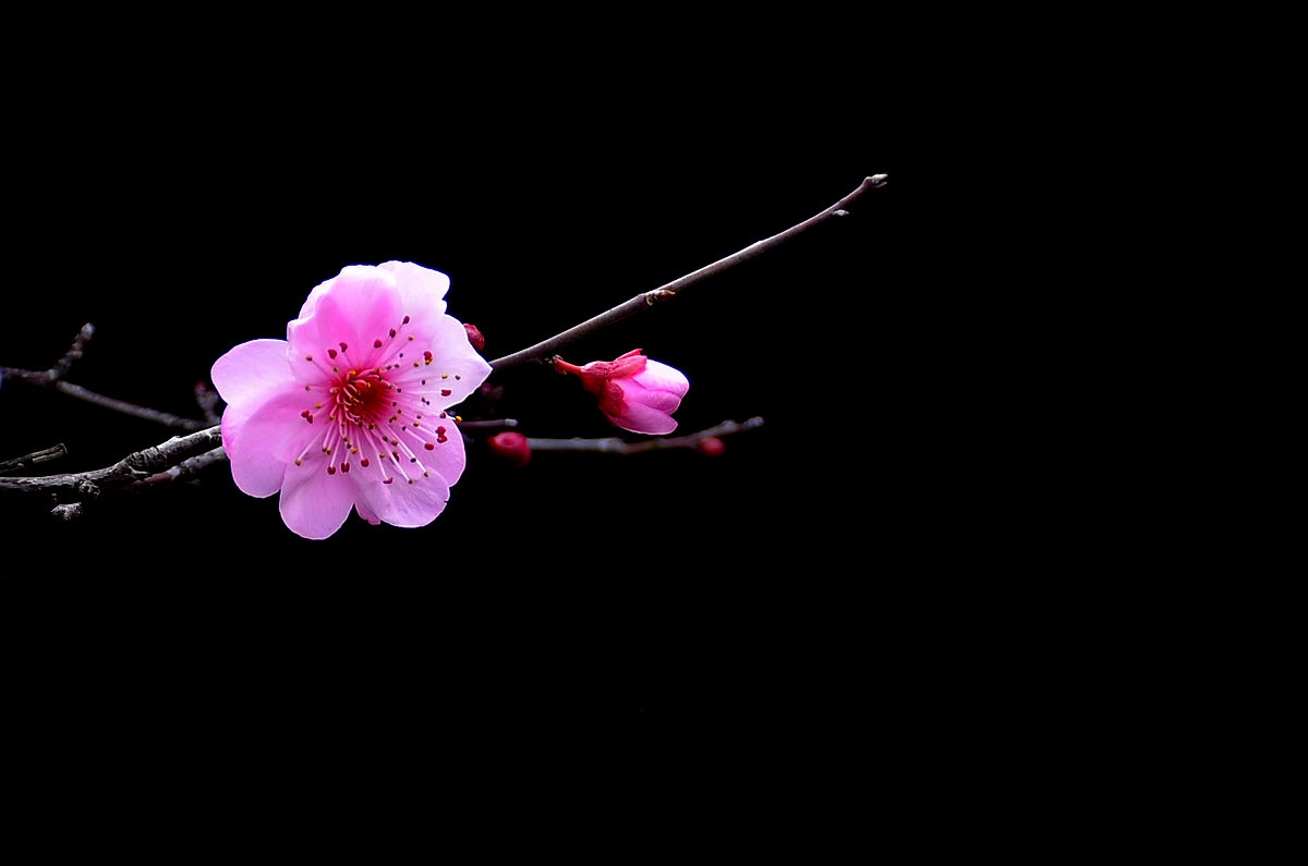 #尼康花卉作品赏析#【红梅】 （老阿推荐）