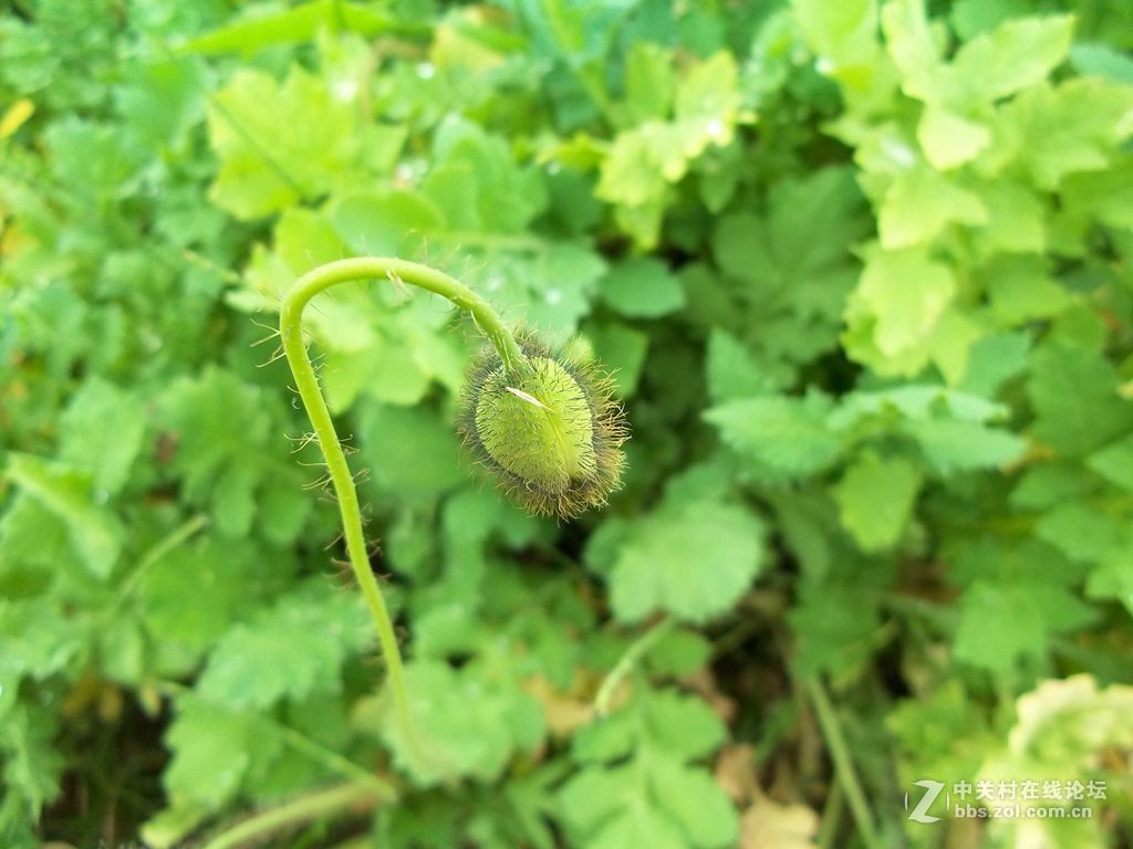 晨练随拍——继续春花