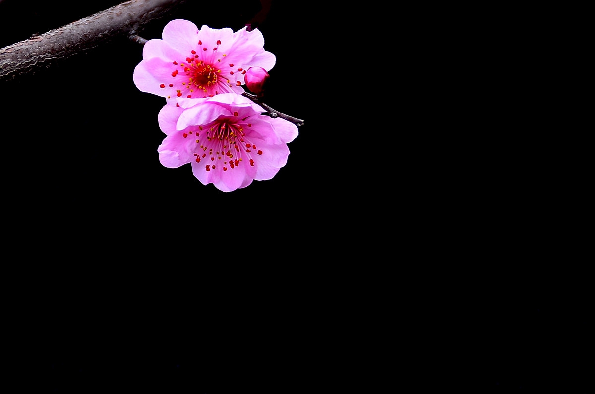 #尼康花卉作品赏析#【红梅】 （老阿推荐）