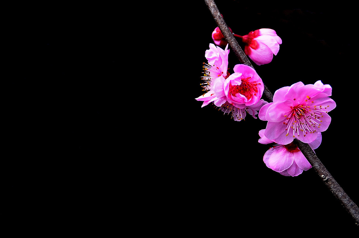 #尼康花卉作品赏析#【红梅】 （老阿推荐）