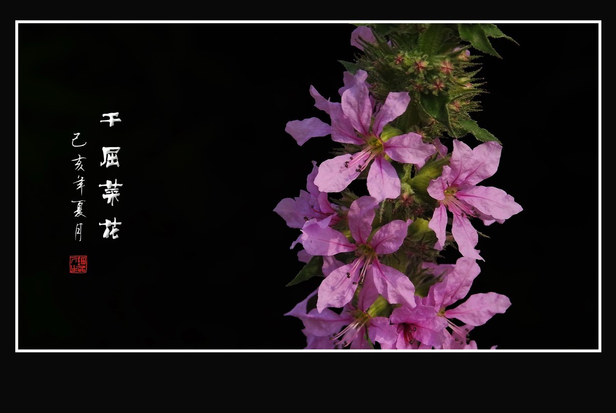 风吹水岸紫气飞-千屈菜花
