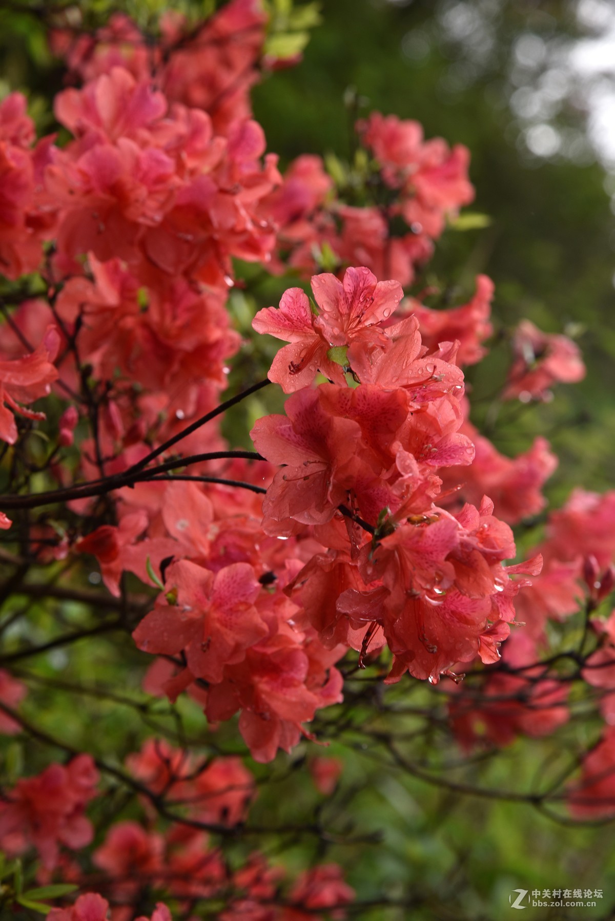 大围山杜鹃花海1
