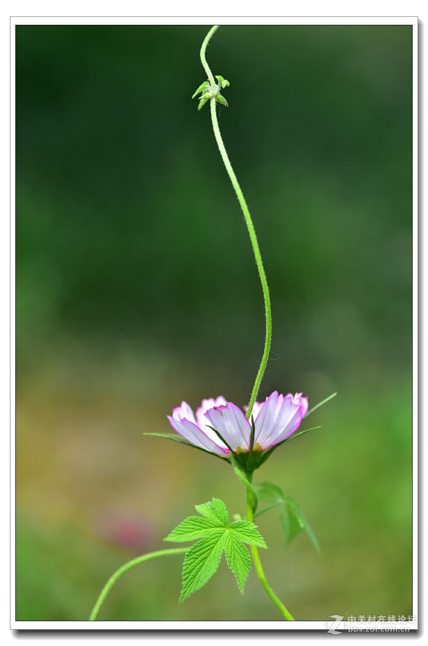 漂亮的小花