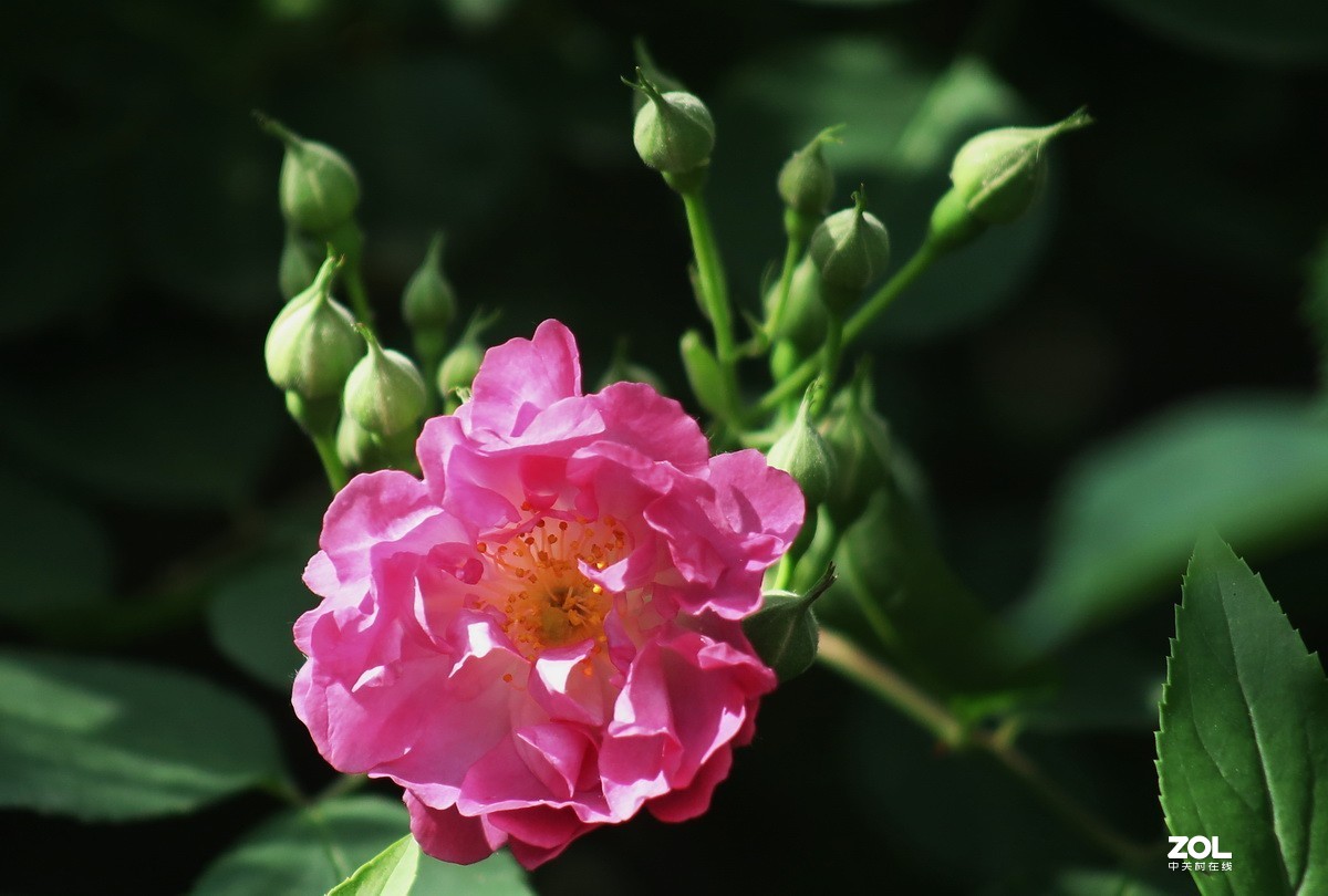 關東百花園210粉色薔薇花