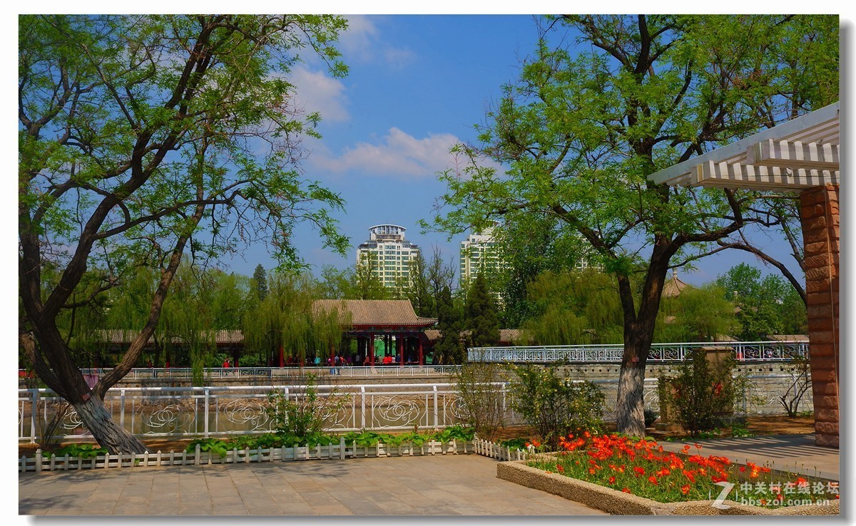 老茶坊津门盖碗茶随拍