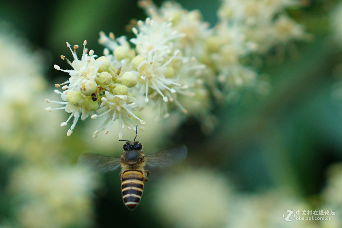 蜜蜂采龙眼花蜜
