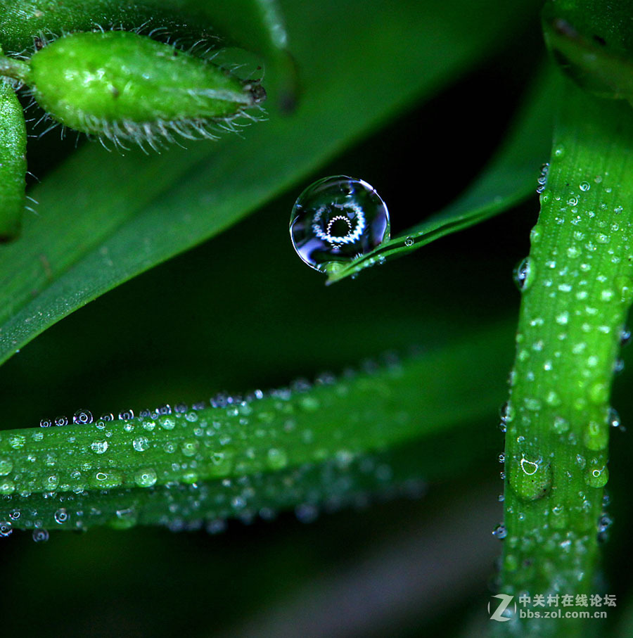 晶莹的露珠
