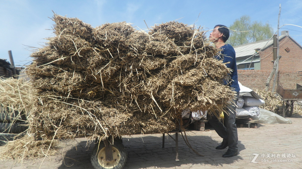 #我镜头下最美的花#[劳动人民最可爱】