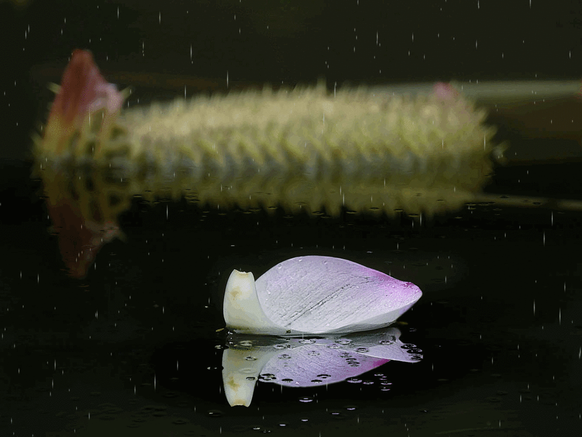 夏雨风荷寻觅风雨中的味道gif动画一组