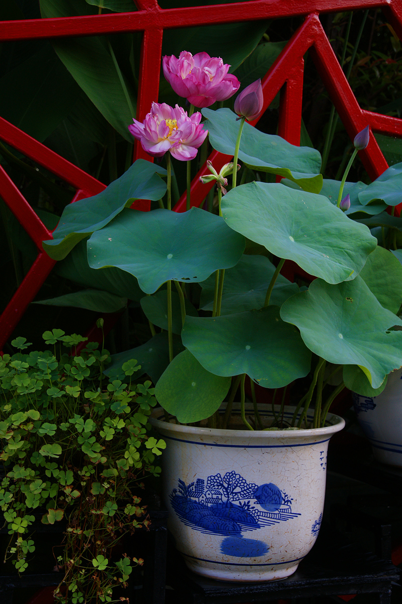 盆栽荷花-中关村在线摄影论坛