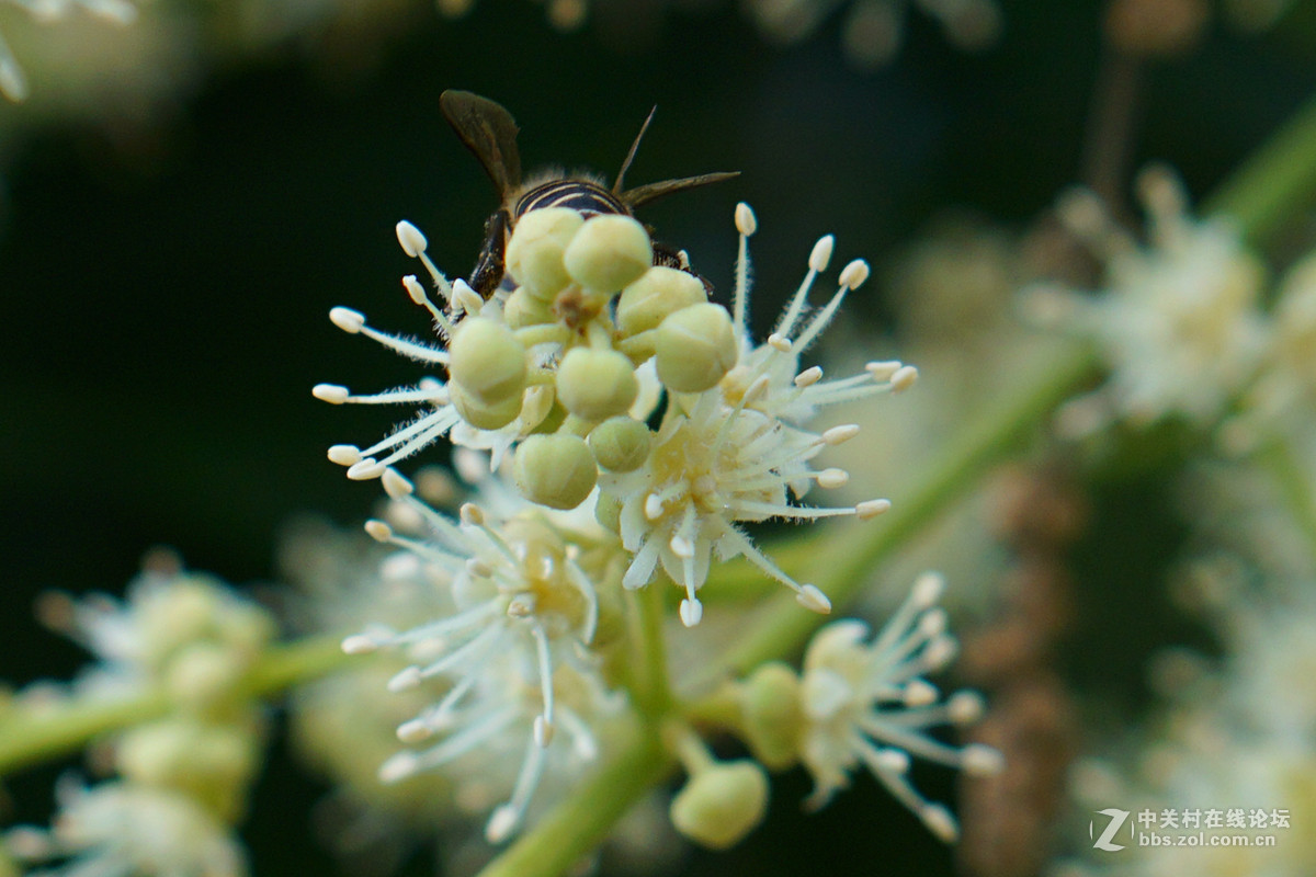 蜜蜂采龙眼花蜜