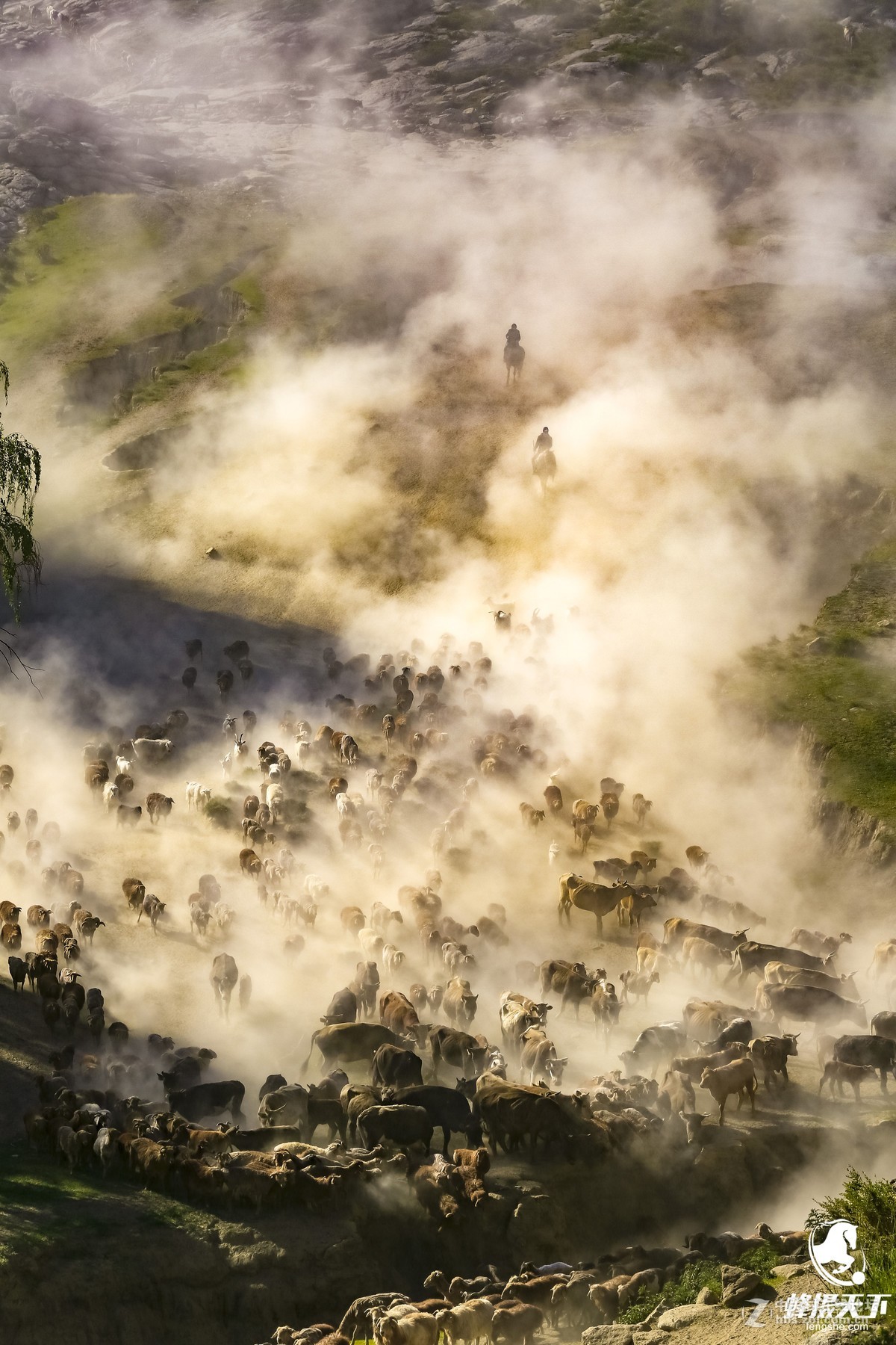 蜂摄天下——新疆转场