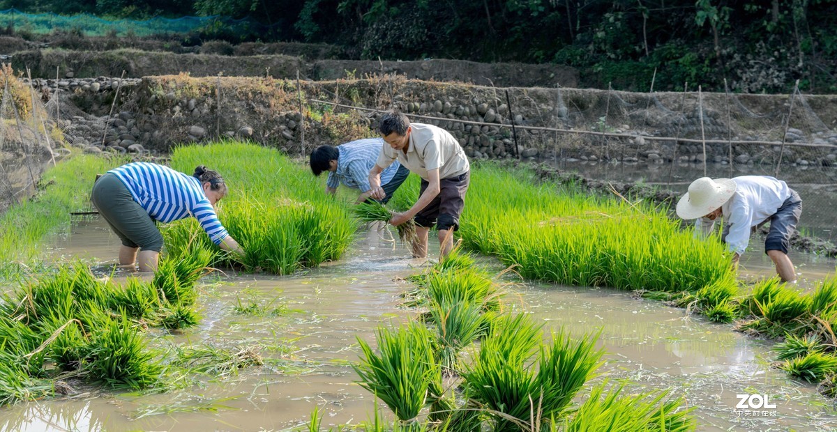 插秧忙