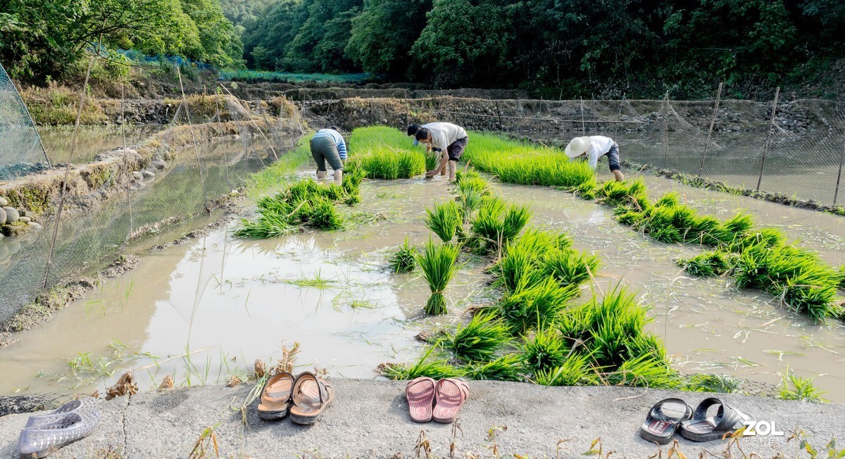 插秧忙