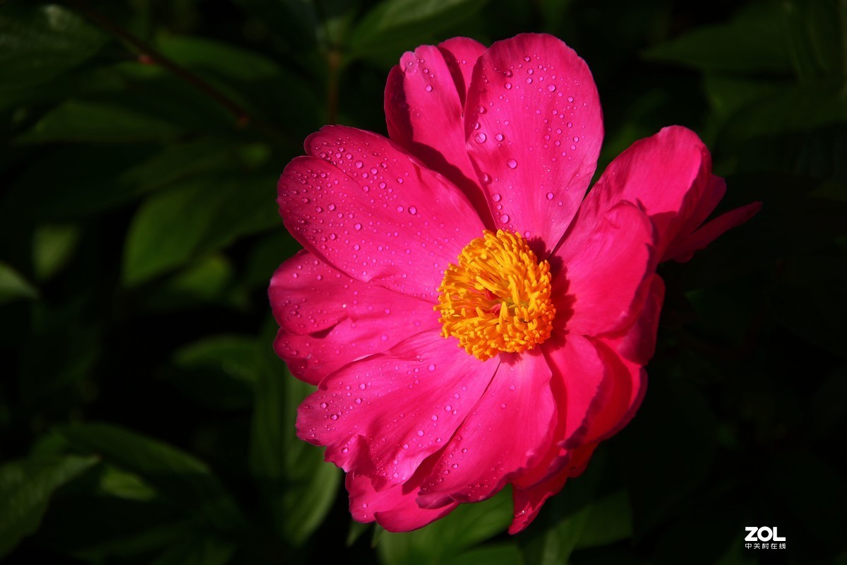 雨后芍药花