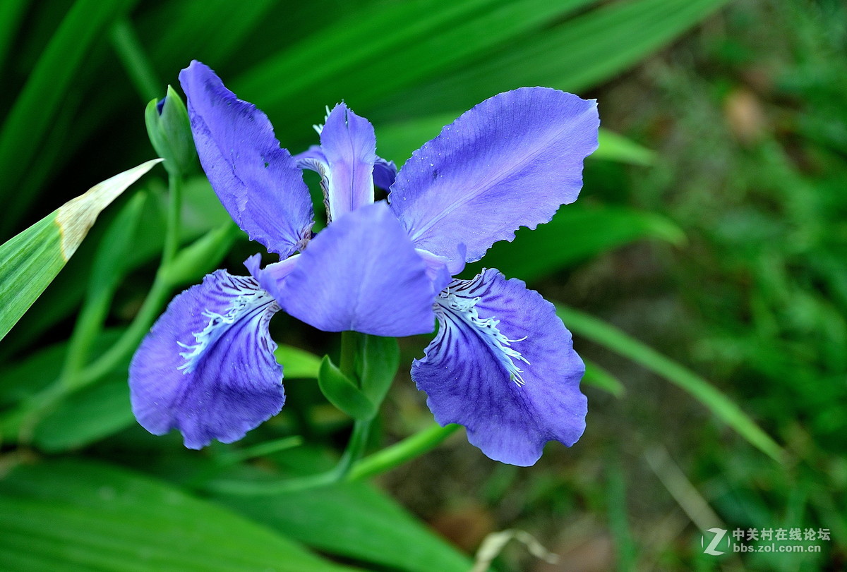 扁竹兰鸢尾花