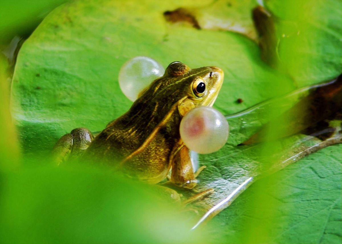 荷花儿青蛙