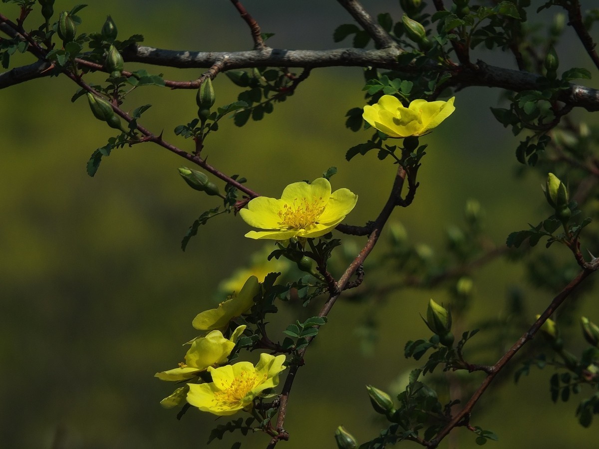 北京植物园黄刺玫-中关村在线摄影论坛