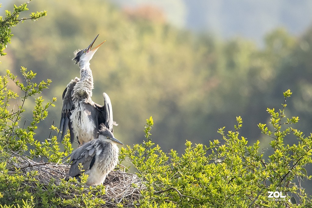 适马150-600mm f/5-6.3 DG OS HSM Sports拍兄弟俩