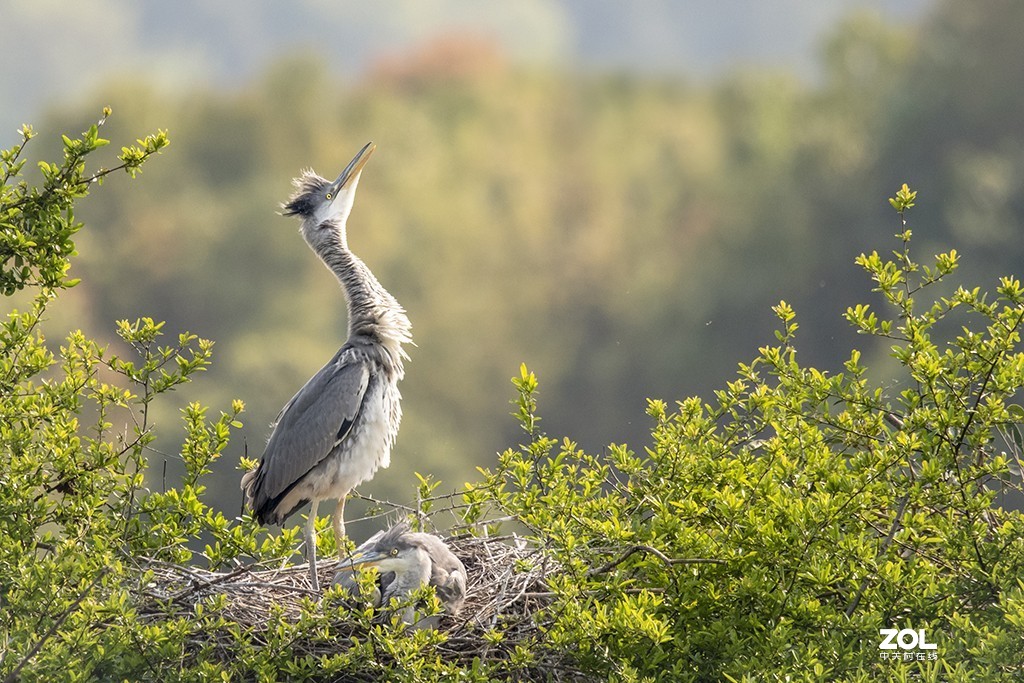 适马150-600mm f/5-6.3 DG OS HSM Sports拍兄弟俩
