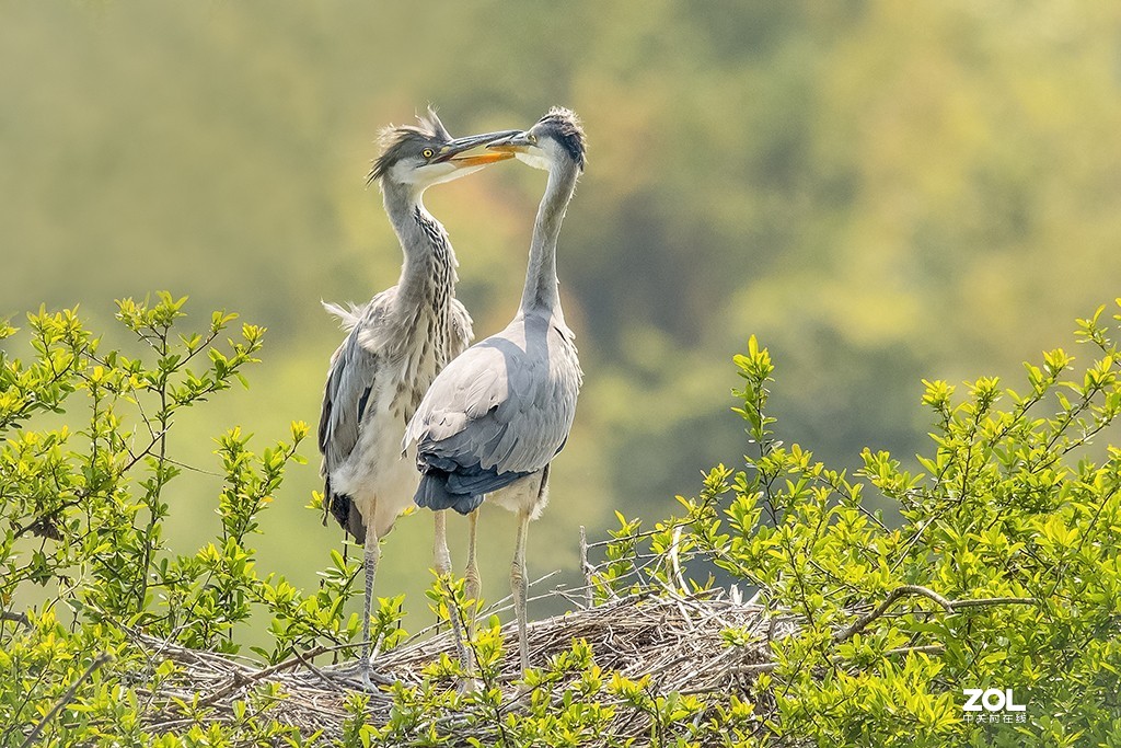 适马150-600mm f/5-6.3 DG OS HSM Sports拍兄弟俩