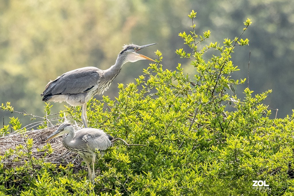 适马150-600mm f/5-6.3 DG OS HSM Sports拍兄弟俩