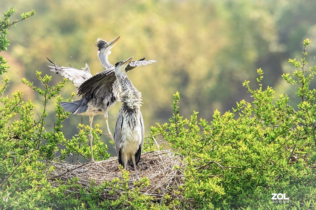 适马150-600mm f/5-6.3 DG OS HSM Sports拍兄弟俩