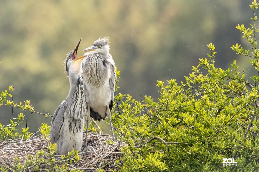适马150-600mm f/5-6.3 DG OS HSM Sports拍兄弟俩