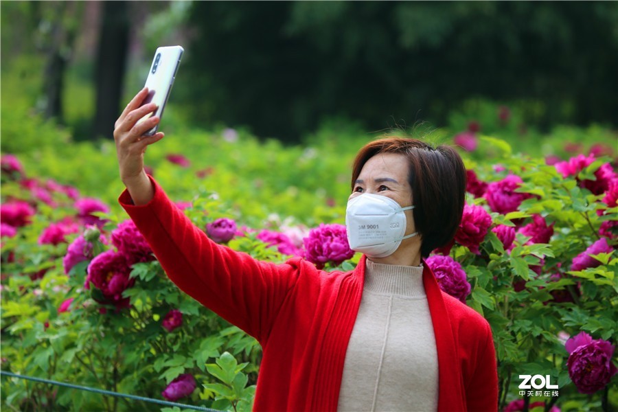 洛阳牡丹绽放吸引万名游客和市民