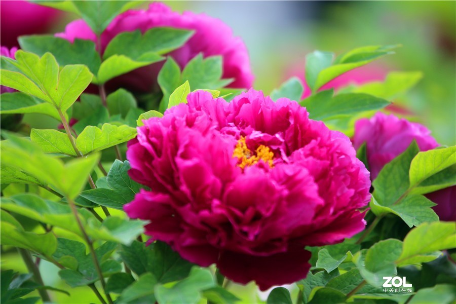 洛阳牡丹绽放吸引万名游客和市民