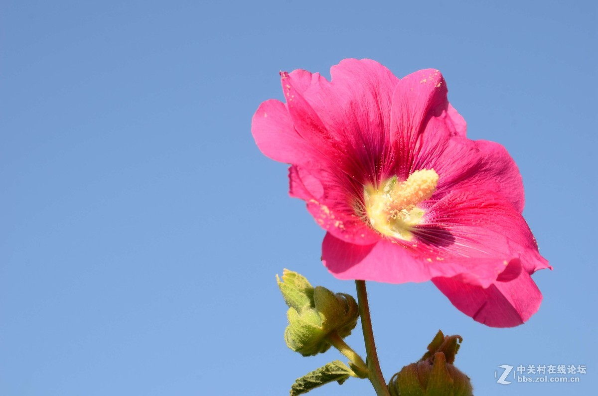 d7000学拍一组花花