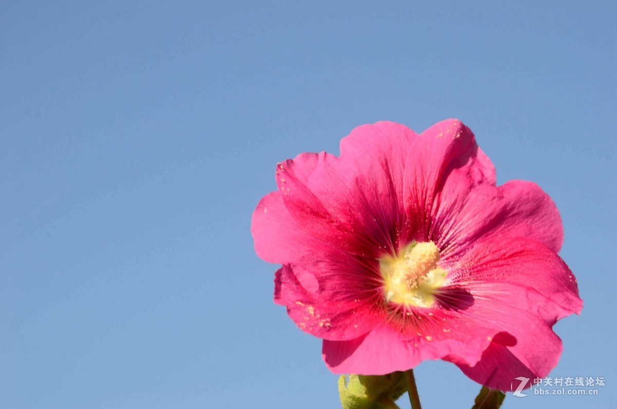 d7000学拍一组花花