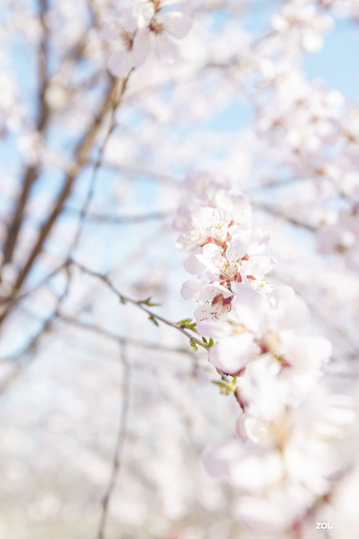 身边可见的，春春欲动！！