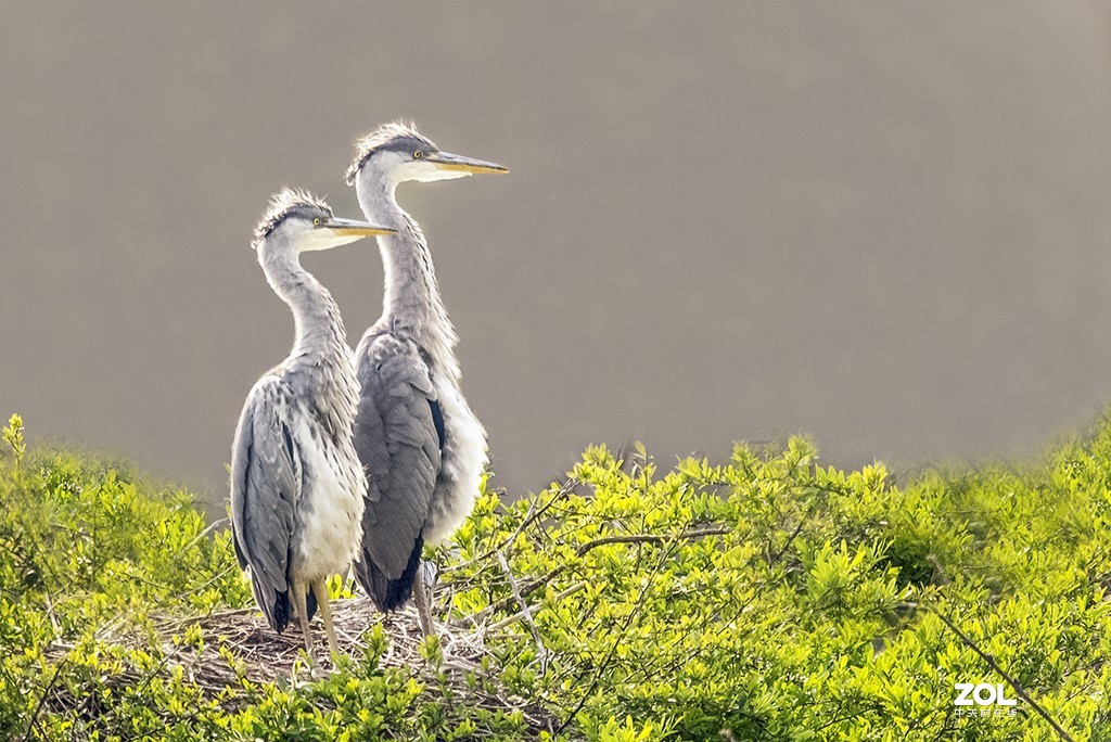 适马150-600mm f/5-6.3 DG OS HSM Sports拍兄弟俩