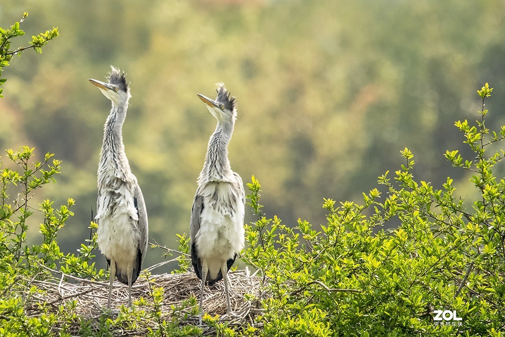 适马150-600mm f/5-6.3 DG OS HSM Sports拍兄弟俩