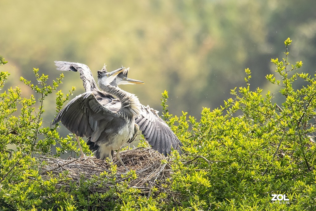 适马150-600mm f/5-6.3 DG OS HSM Sports拍兄弟俩