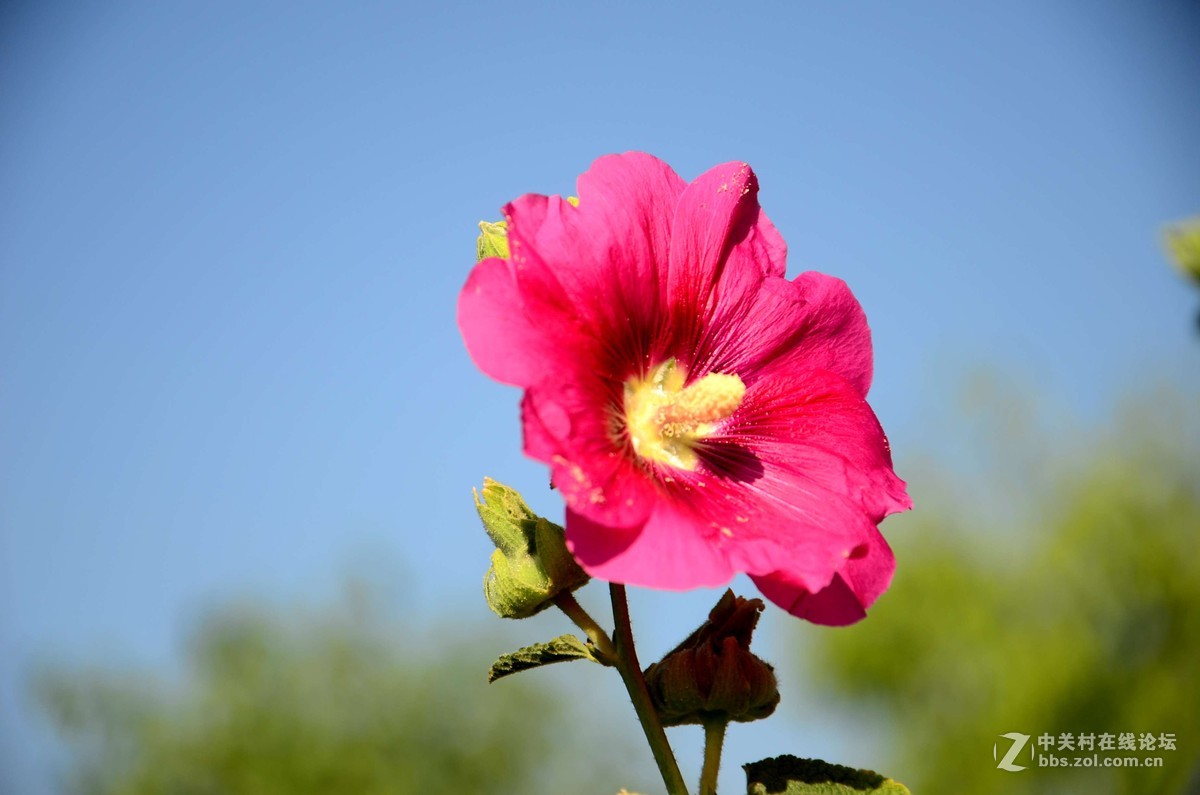 d7000学拍一组花花