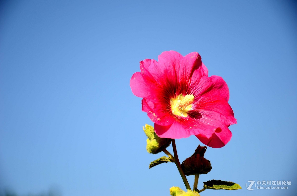 d7000学拍一组花花