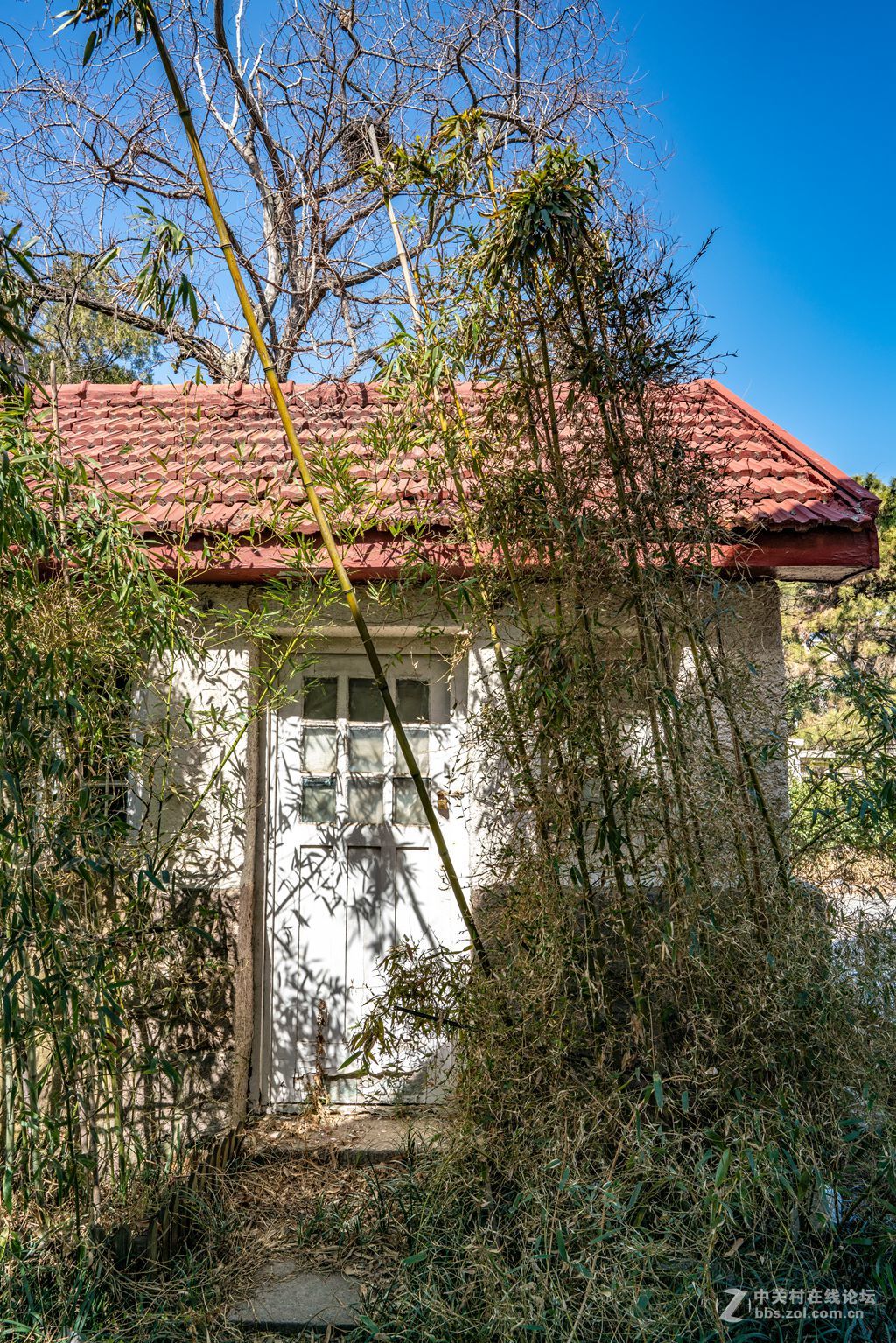 老房子（湛山一路五号）