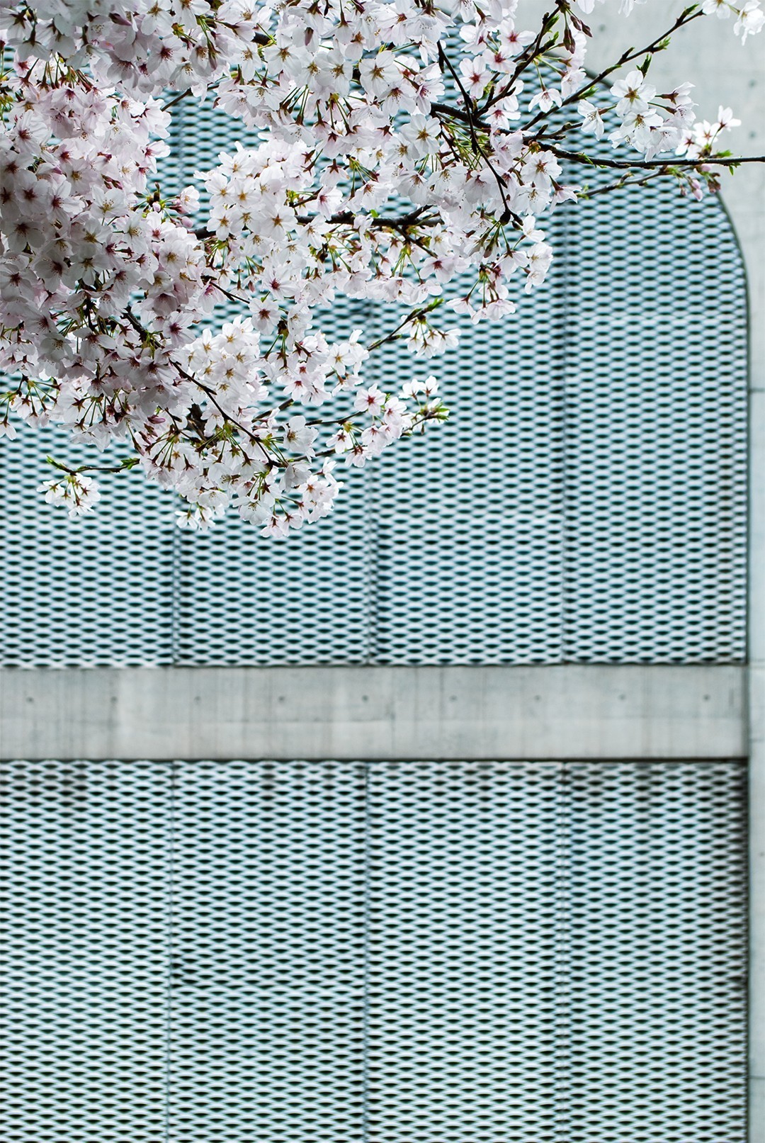 我和春天有个约会