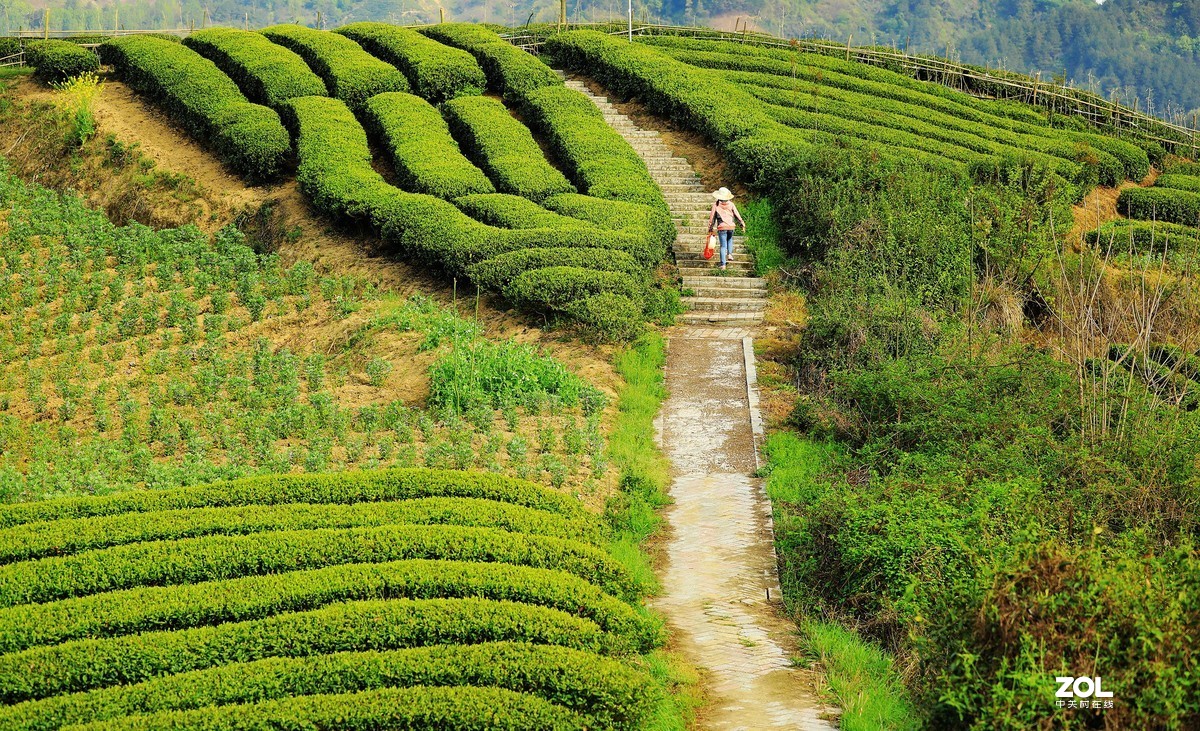 陕南西乡茶园风光《4》
